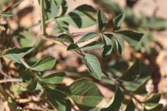 Cosmos diversifolius