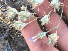 Eriastrum sparsiflorum