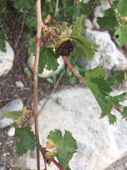 Rubus deliciosus