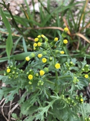 Senecio vulgaris