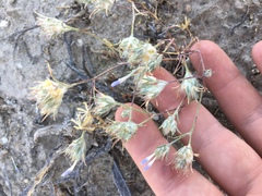 Eriastrum sparsiflorum