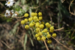 Bupleurum americanum