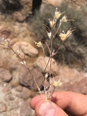 Eriastrum sparsiflorum