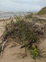 Solidago gillmanii