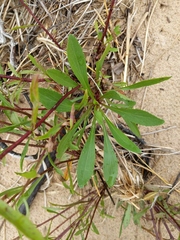 Solidago gillmanii