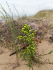 Solidago gillmanii