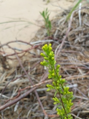 Solidago gillmanii