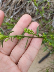 Solidago gillmanii