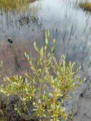 Salix myricoides