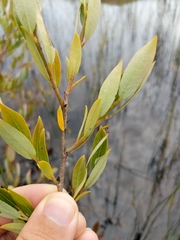 Salix myricoides
