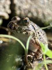 Fejervarya kawamurai