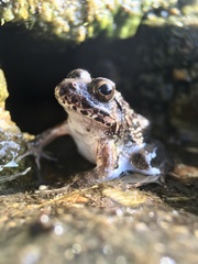 Fejervarya kawamurai