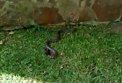 Lampropeltis micropholis