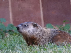 Marmota monax