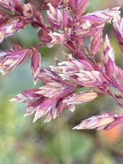 Poa arctica