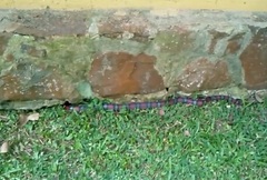 Lampropeltis micropholis