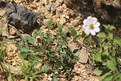 Cosmos diversifolius
