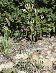 Silene grayi
