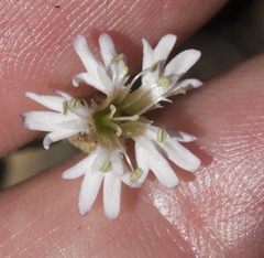 Silene grayi
