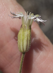 Silene grayi