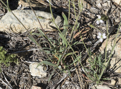 Silene grayi