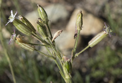 Silene grayi