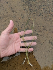 Potamogeton illinoensis