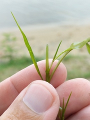 Potamogeton illinoensis
