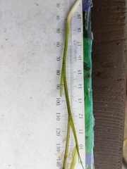 Potamogeton illinoensis