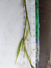 Potamogeton illinoensis