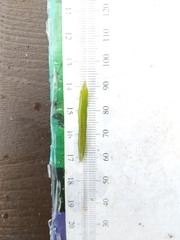 Potamogeton illinoensis