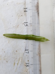 Potamogeton illinoensis