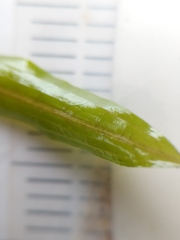 Potamogeton illinoensis