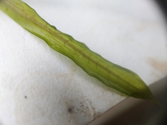 Potamogeton illinoensis