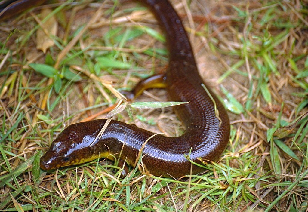 Diving Skink