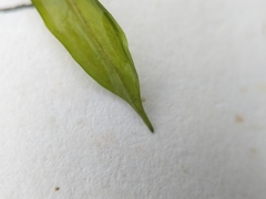 Potamogeton illinoensis