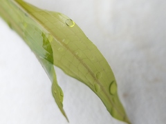 Potamogeton illinoensis