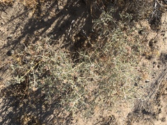 Psorothamnus polydenius