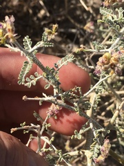 Psorothamnus polydenius