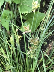 Cyperus diandrus