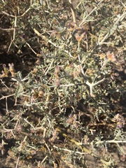 Psorothamnus polydenius