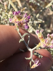 Psorothamnus polydenius