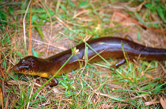 Diving Skink photo 2