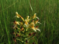 Platanthera x corderi