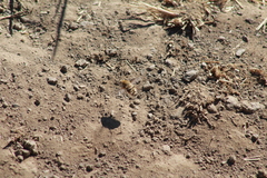 Heterostylum robustum