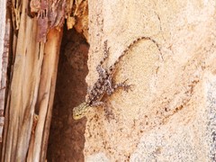 Agama lionotus