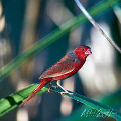 Neochmia phaeton phaeton
