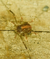 Paroligolophus agrestis