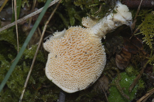 Hydnum crocidens var. crocidens image