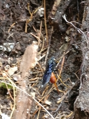 Urocerus cressoni